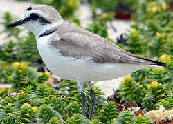 Kentish Plover