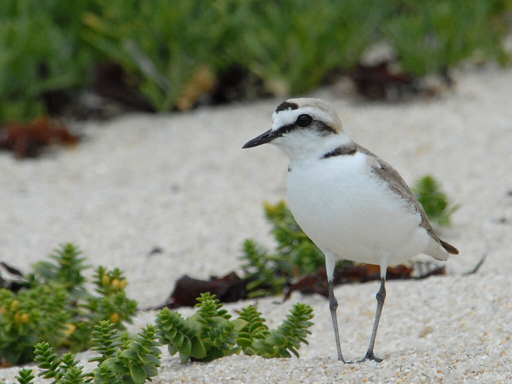 Kentish Plover male adult breeding, identification