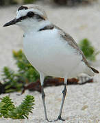 Kentish Plover