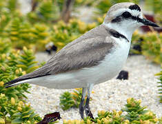 Kentish Plover