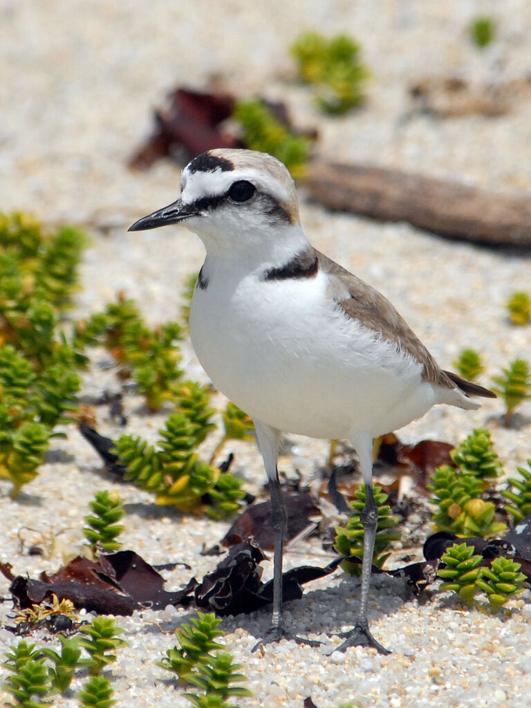 Kentish Plover male adult breeding, identification