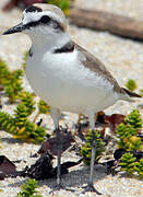 Kentish Plover