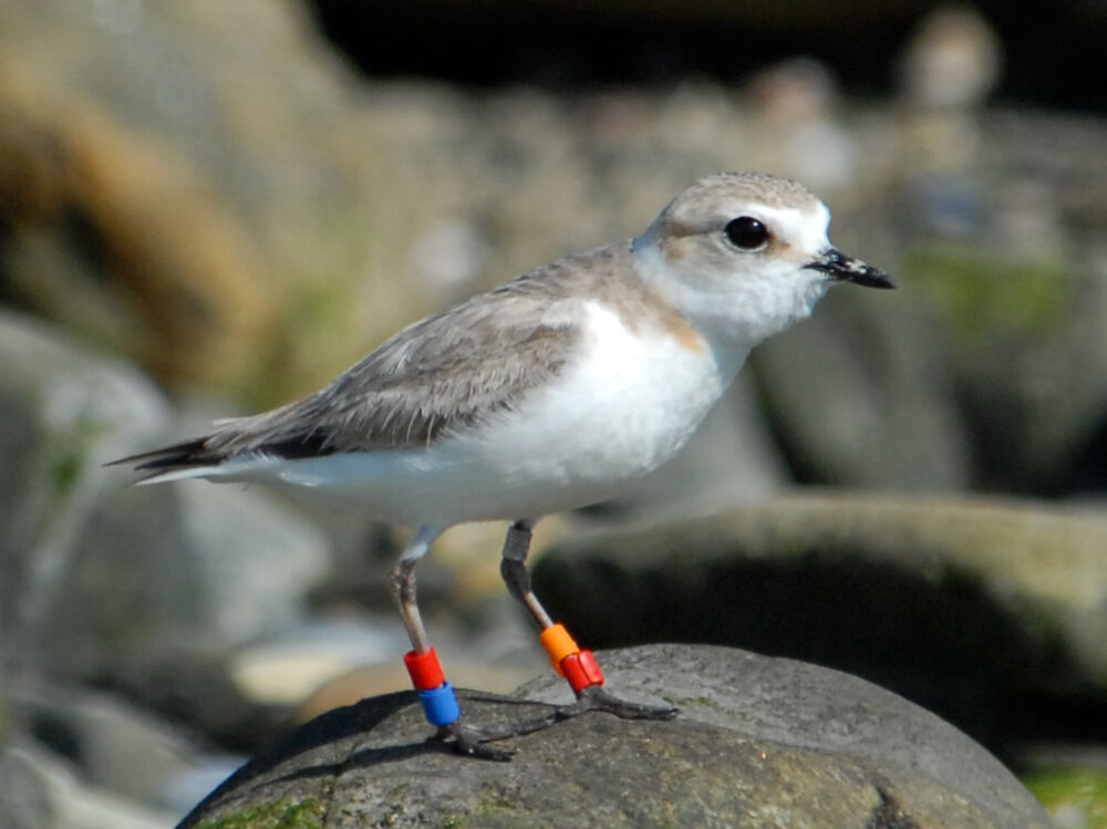 Kentish Plover female adult breeding, identification