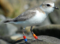 Kentish Plover