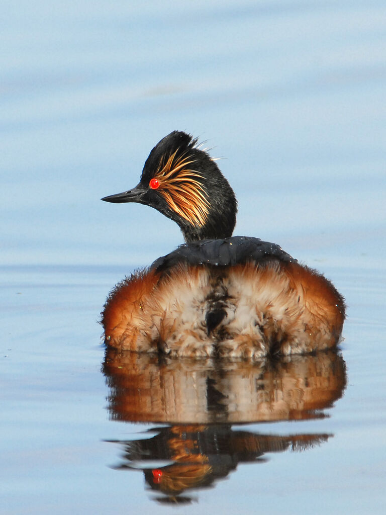 Black-necked Grebeadult breeding, identification