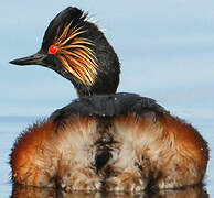 Black-necked Grebe