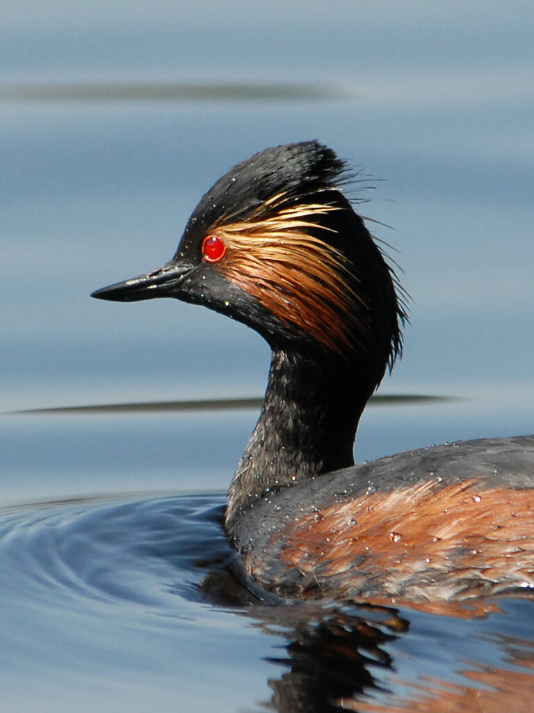 Black-necked Grebeadult breeding, identification