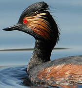 Black-necked Grebe