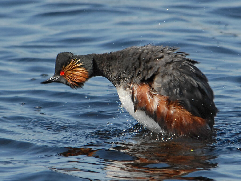 Black-necked Grebeadult breeding, identification, Behaviour