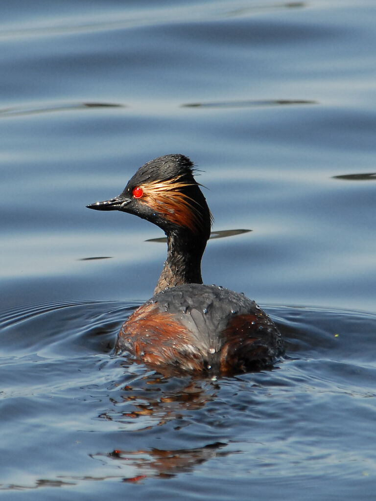 Black-necked Grebeadult breeding, identification