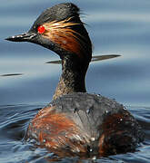 Black-necked Grebe