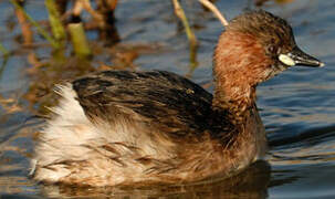 Little Grebe