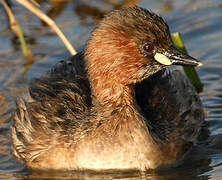 Little Grebe