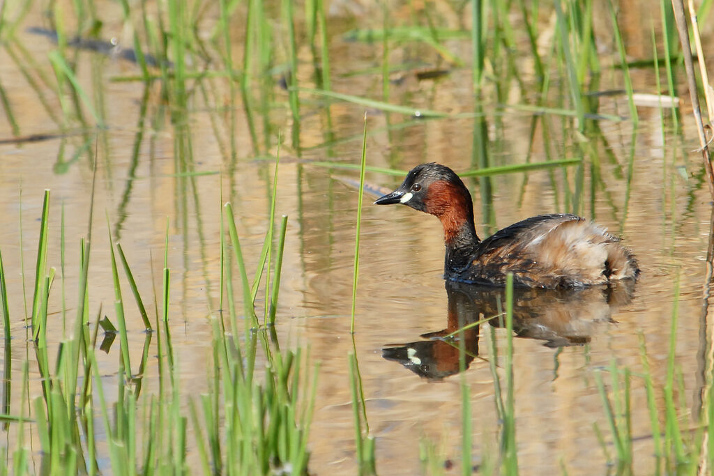 Grèbe castagneuxadulte, identification