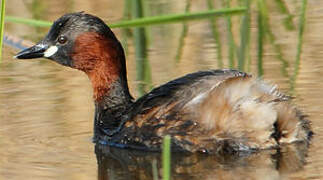 Little Grebe