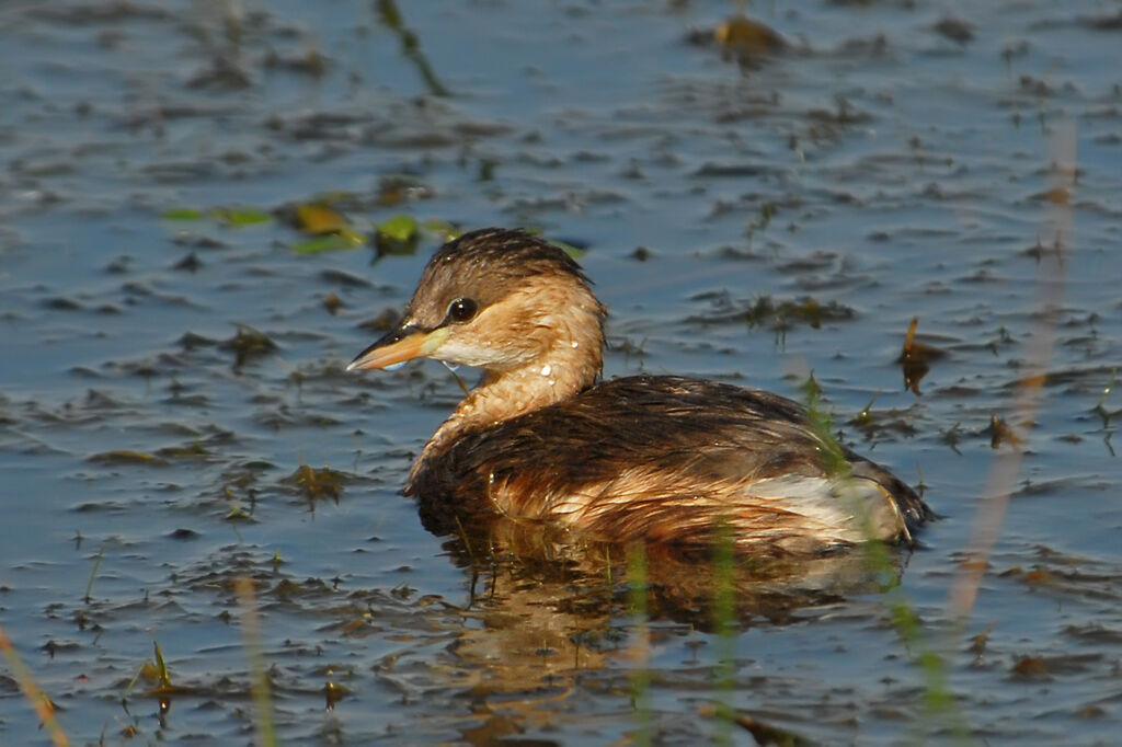 Little Grebe