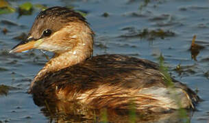 Little Grebe