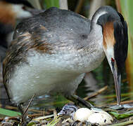 Great Crested Grebe