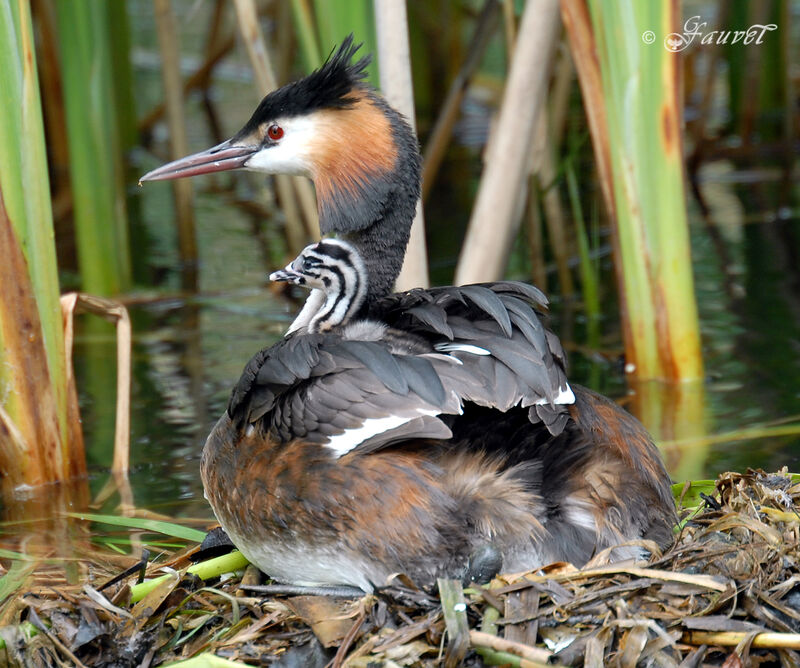 Great Crested Grebeadult breeding