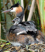 Great Crested Grebe