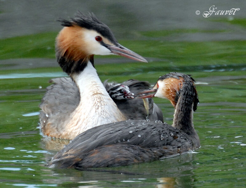 Great Crested Grebe adult breeding