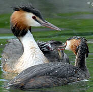 Great Crested Grebe