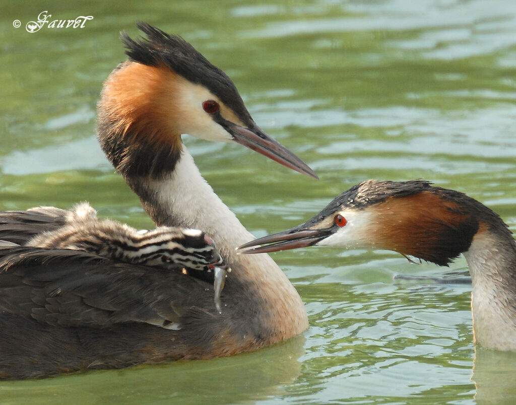 Great Crested Grebe