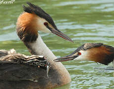 Great Crested Grebe