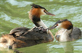 Great Crested Grebe