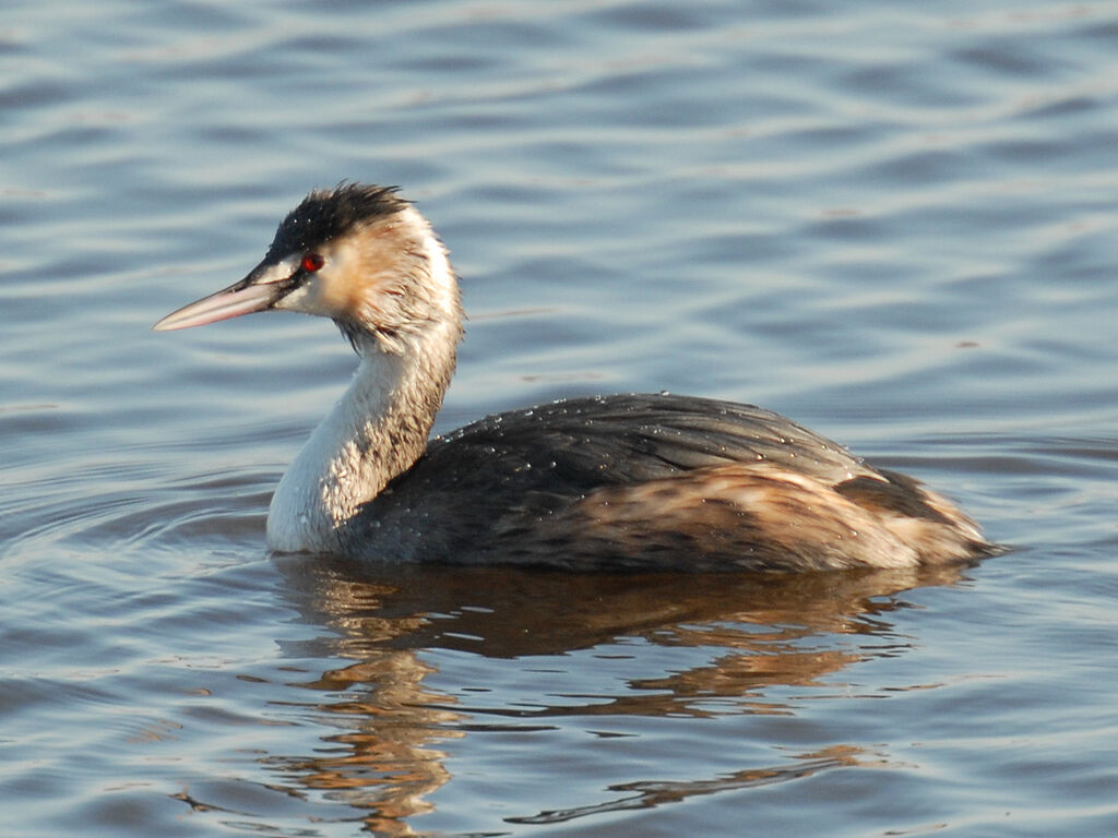 Grèbe huppéimmature