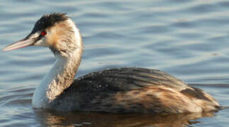 Great Crested Grebe