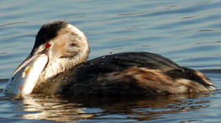 Great Crested Grebe