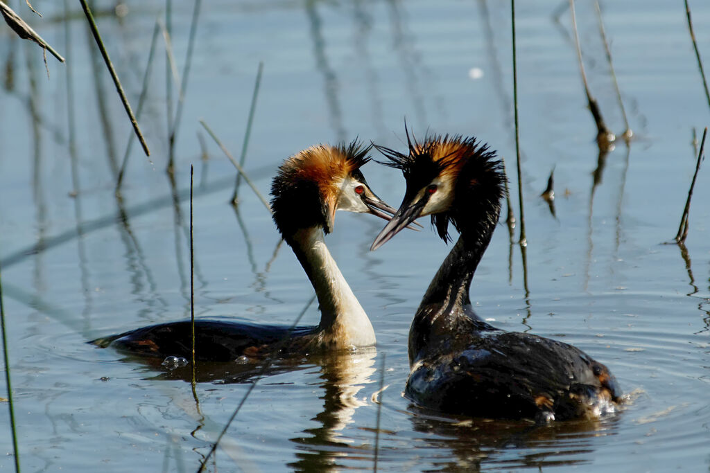 Grèbe huppé adulte nuptial, identification, Comportement