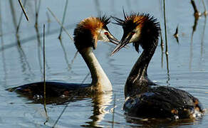 Great Crested Grebe