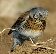 Fieldfare