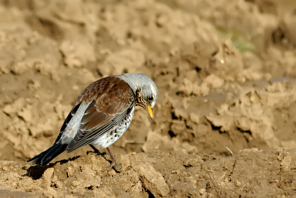 Fieldfareadult post breeding, identification