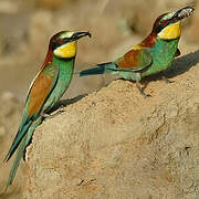 European Bee-eater