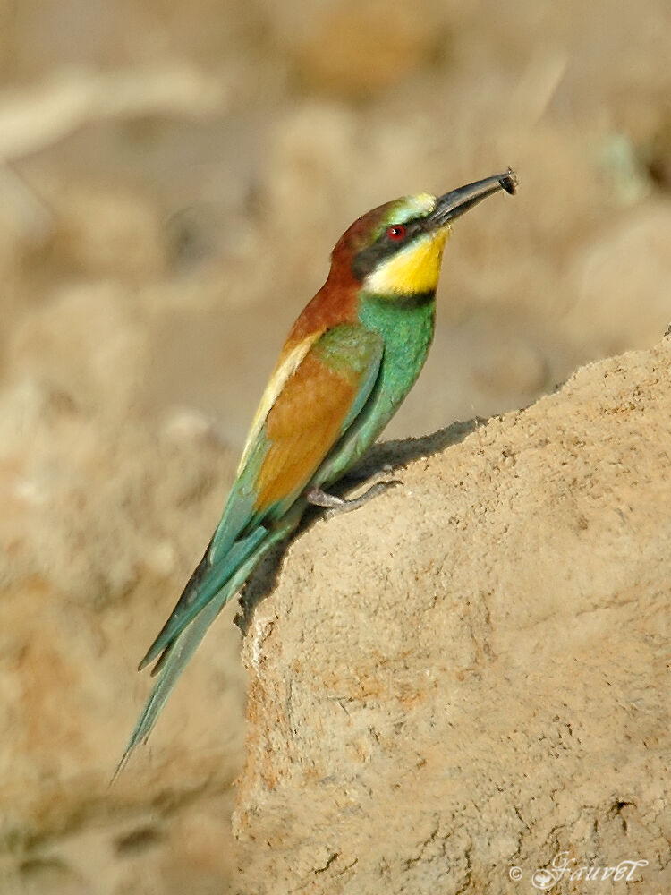 European Bee-eater