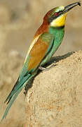 European Bee-eater