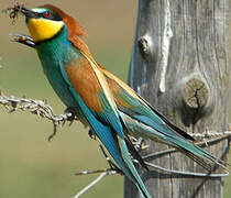 European Bee-eater