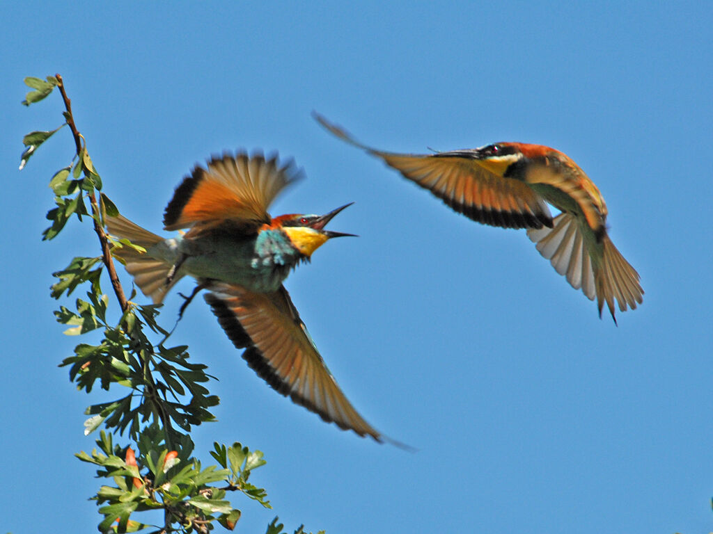 European Bee-eater