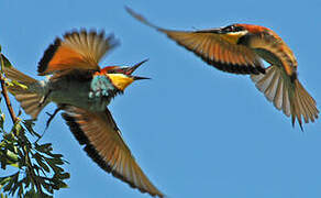 European Bee-eater