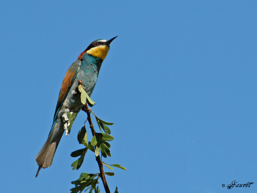 European Bee-eater