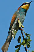 European Bee-eater