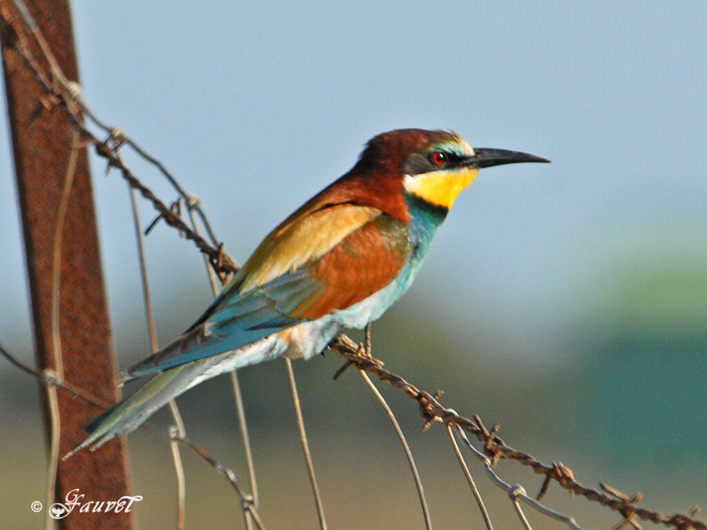 European Bee-eater