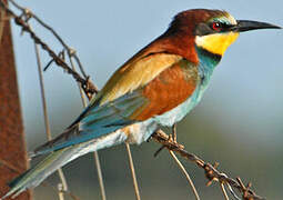 European Bee-eater