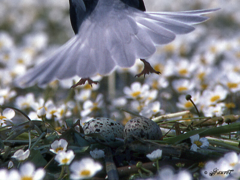 Whiskered Tern