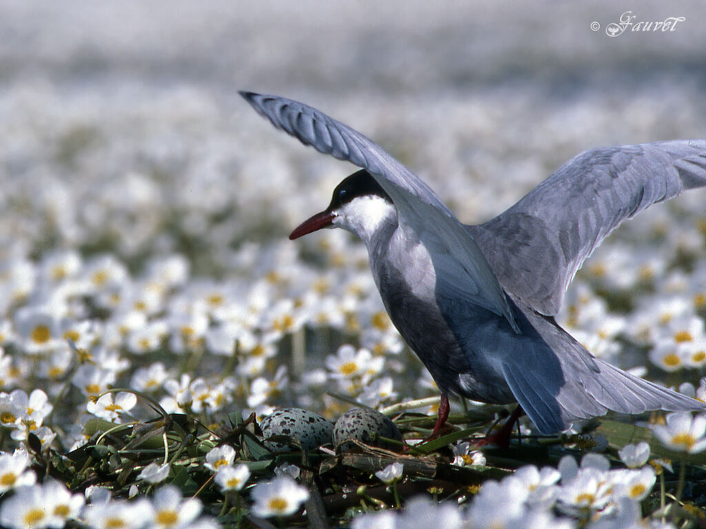 Whiskered Tern