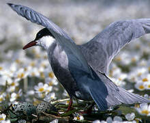 Whiskered Tern