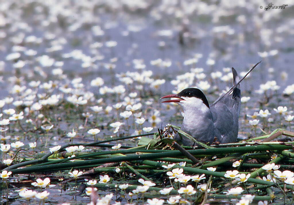 Whiskered Tern